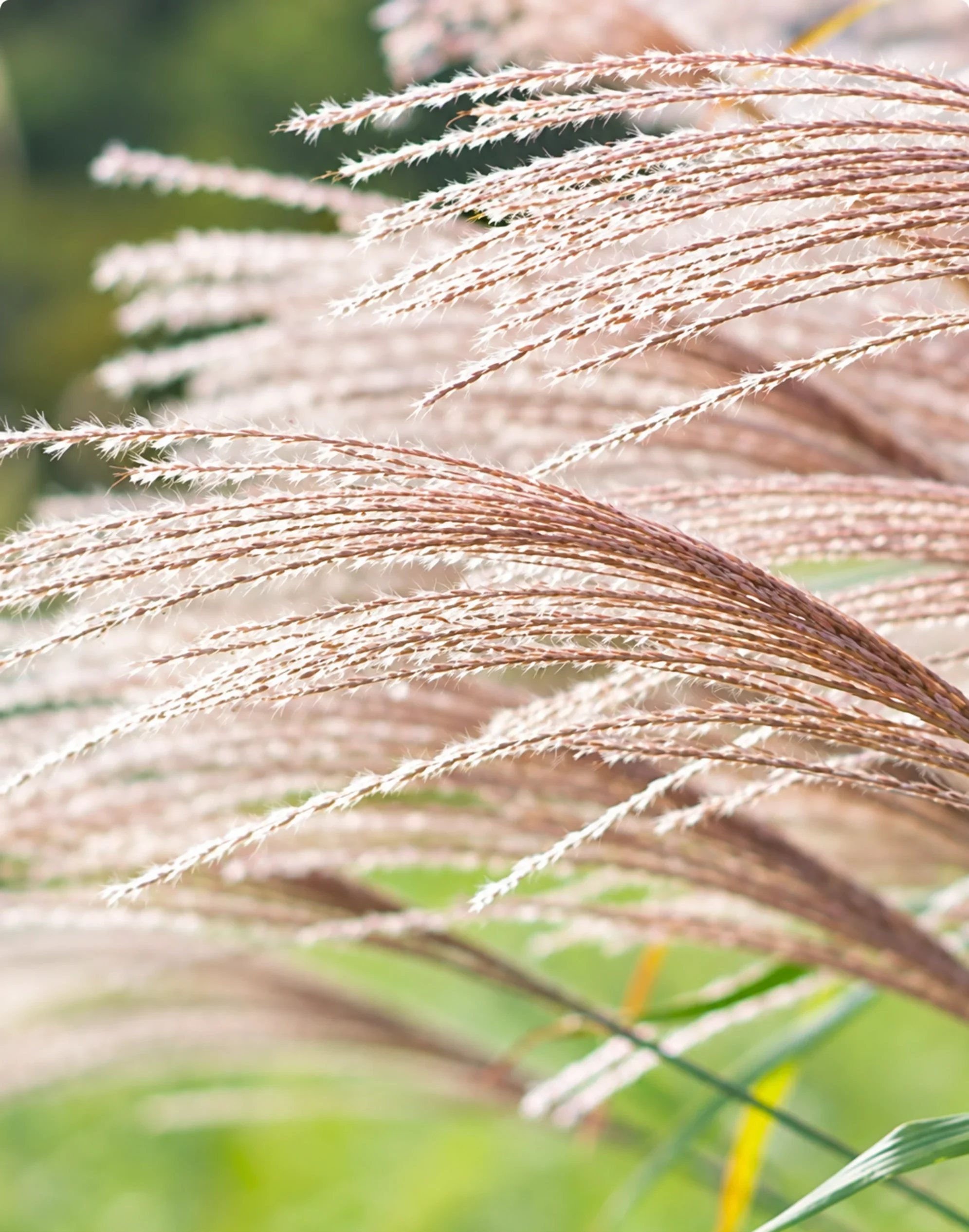 Graspluimen van miscanthus